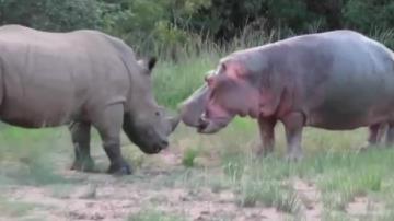 河马为什么不怕鳄鱼：河马和犀牛幽会小树林图片