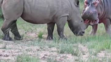 河马为什么不怕鳄鱼：河马和犀牛幽会小树林图片