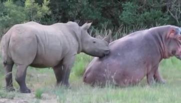 河马为什么不怕鳄鱼：河马和犀牛幽会小树林图片