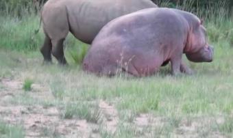 河马为什么不怕鳄鱼：河马和犀牛幽会小树林图片