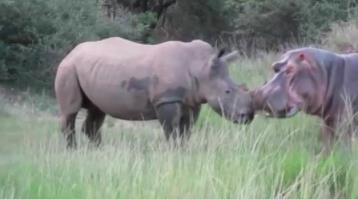 河马为什么不怕鳄鱼：河马和犀牛幽会小树林图片