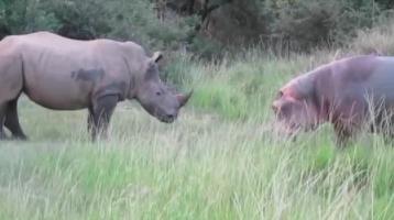 河马为什么不怕鳄鱼：河马和犀牛幽会小树林图片