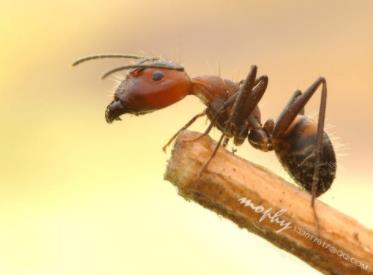 蚂蚁死亡漩涡含义:蚂蚁为什么摔不死 蚂蚁死亡漩涡含义:蚂蚁为什么摔不死