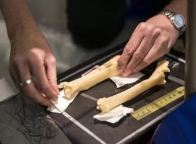 克隆羊多莉之死：克隆羊多莉活了多少岁