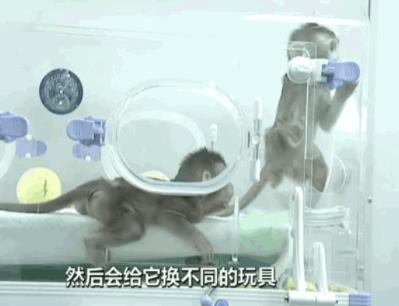 克隆人为什么禁止:克隆人对人们有什么危害 克隆人为什么禁止:克隆人对人们有什么危害