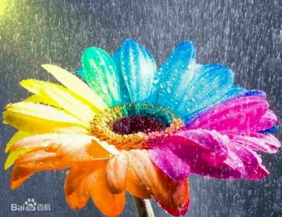 七色堇是真的吗:七色堇现实生活中有吗?花语是什么 七色堇是真的吗:七色堇现实生活中有吗?花语是什么