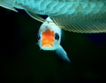 霸气买家100万拍下锦鲤鱼王:果然还是有钱就是任性 霸气买家100万拍下锦鲤鱼王:果然还是有钱就是任性