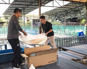 霸气买家100万拍下锦鲤鱼王:果然还是有钱就是任性 霸气买家100万拍下锦鲤鱼王:果然还是有钱就是任性