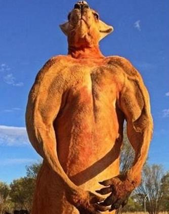 网红袋鼠去世：袋鼠界的健身达人一路走好