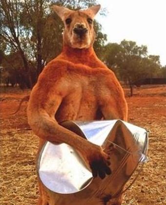 网红袋鼠去世：袋鼠界的健身达人一路走好