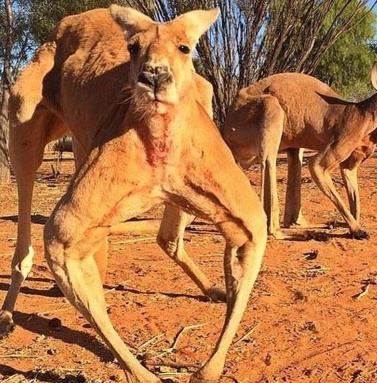 网红袋鼠去世：袋鼠界的健身达人一路走好
