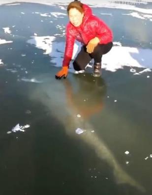 百斤大鱼冰封江面：夫妻齐心凿冰挖鱼