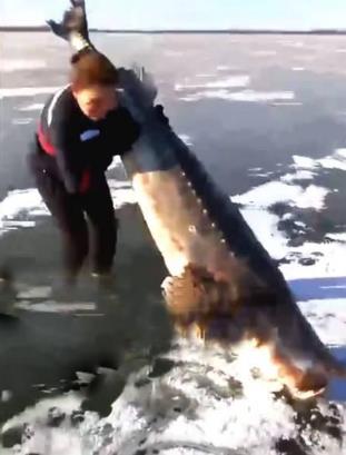 百斤大鱼冰封江面：夫妻齐心凿冰挖鱼