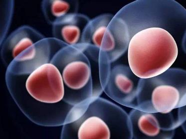 子宫或与记忆有关：子宫真的影响着记忆吗