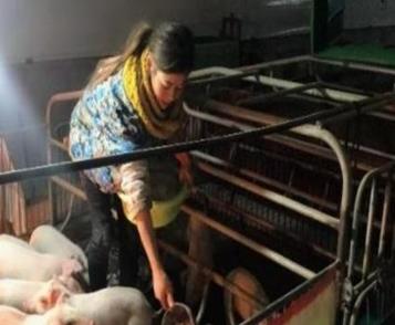 白富美人工呼吸救猪遭人嫌弃：如今年入百万令人羡慕