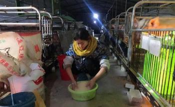 白富美人工呼吸救猪遭人嫌弃：如今年入百万令人羡慕