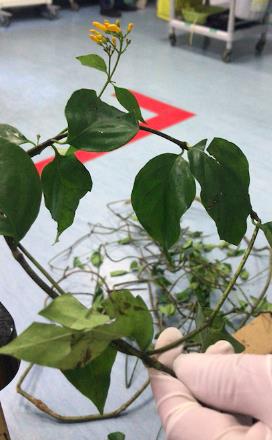 男子网购金银花差点没命:喝金银花为何差点送命 男子网购金银花差点没命:喝金银花为何差点送命