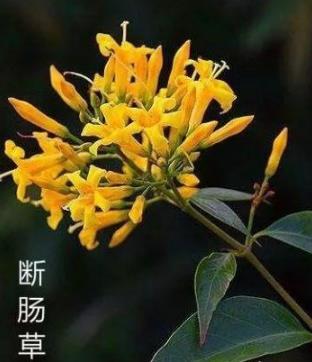 男子网购金银花差点没命:喝金银花为何差点送命 男子网购金银花差点没命:喝金银花为何差点送命