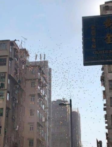 不可思议香港上演天上掉钱:真金白银从天而降 不可思议香港上演天上掉钱:真金白银从天而降