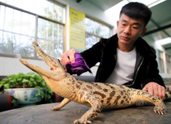 帅哥直播铲屎成网红:看到他居然给这家伙铲屎我惊呆了 帅哥直播铲屎成网红:看到他居然给这家伙铲屎我惊呆了