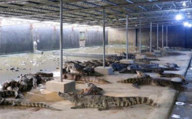 帅哥直播铲屎成网红:看到他居然给这家伙铲屎我惊呆了 帅哥直播铲屎成网红:看到他居然给这家伙铲屎我惊呆了