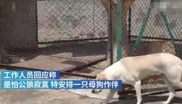 动物园以狗充狼究竟是个什么梗，母狗作陪让公狼不孤单