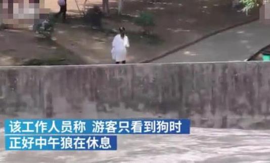 动物园以狗充狼究竟是个什么梗，母狗作陪让公狼不孤单