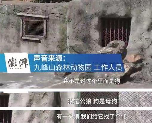 动物园以狗充狼究竟是个什么梗，母狗作陪让公狼不孤单