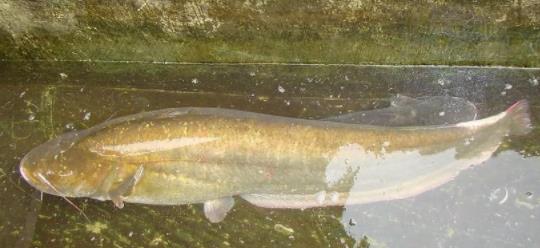 巨型哲罗鲑是种什么鱼:巨型哲罗鲑照片曝光