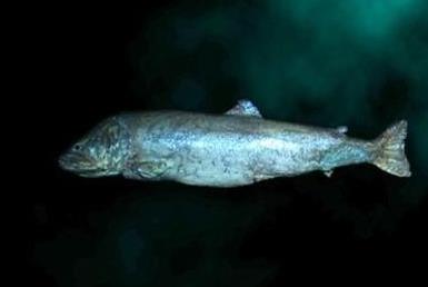 巨型哲罗鲑是种什么鱼:巨型哲罗鲑照片曝光