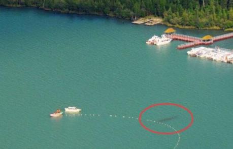 巨型哲罗鲑是种什么鱼:巨型哲罗鲑照片曝光