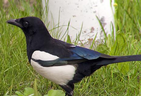 喜鹊的资料详情:喜鹊的保护级别及经济价值