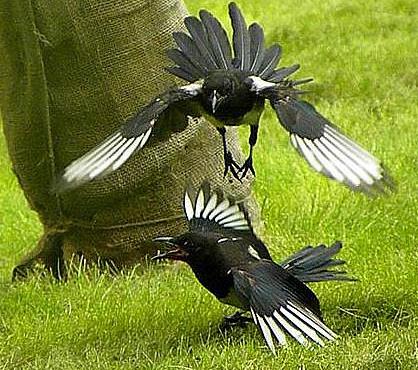 喜鹊的资料详情:喜鹊的保护级别及经济价值