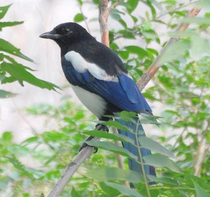 喜鹊的资料详情:喜鹊的保护级别及经济价值