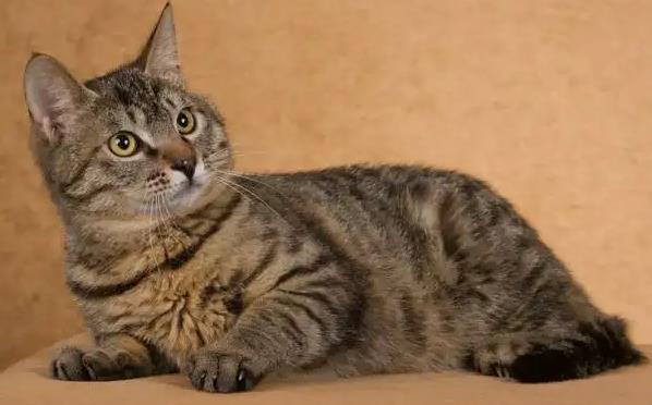 猫有哪些品种 新手适合养什么猫