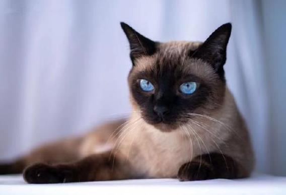 猫有哪些品种 新手适合养什么猫