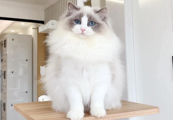 猫有哪些品种 新手适合养什么猫