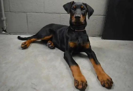 杜宾犬好养吗 杜宾犬怎么养 杜宾犬好养吗 杜宾犬怎么养