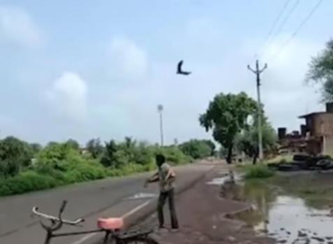 男子遭乌鸦追3年怎么回事 男子遭乌鸦追的真实原因曝光