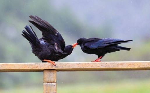 男子遭乌鸦追3年怎么回事 男子遭乌鸦追的真实原因曝光