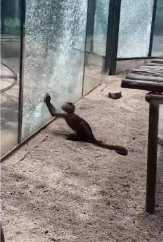动物园猴子砸玻璃是什么情况 具体原因是什么样