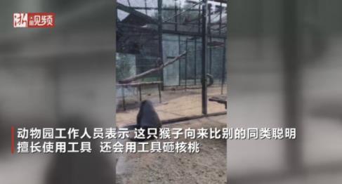 动物园猴子砸玻璃是什么情况 具体原因是什么样