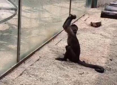 动物园猴子砸玻璃是什么情况 具体原因是什么样