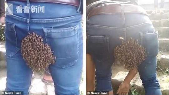 小伙臀部引蜜蜂筑巢什么情况 现场照片引得网友笑喷