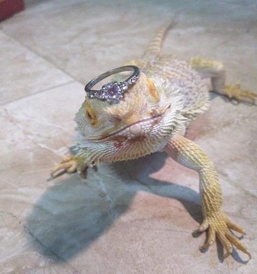 女子给蜥蜴带钻戒 花式炫富不成蜥蜴意外成网红