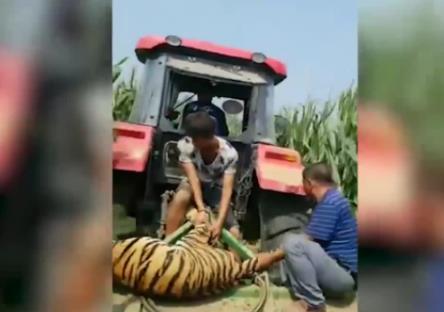 马戏团老虎跑丢怎么回事 事件始末详情曝光