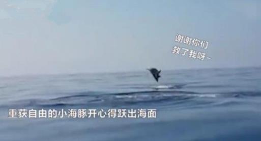 海豚越出水面致谢怎么回事 事件始末详情曝光令人感动 海豚越出水面致谢怎么回事 事件始末详情曝光令人感动