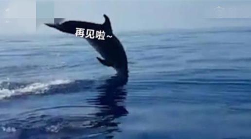 海豚越出水面致谢怎么回事 事件始末详情曝光令人感动 海豚越出水面致谢怎么回事 事件始末详情曝光令人感动