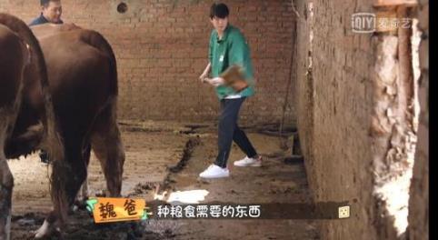 魏大勋铲牛粪是什么综艺节目 魏大勋被指作秀是怎么回事 魏大勋铲牛粪是什么综艺节目 魏大勋被指作秀是怎么回事