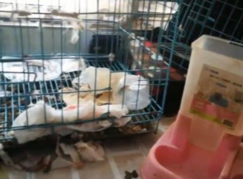 女网红租房到期失联后续来了 女网红现身打扫房间已道歉 女网红租房到期失联后续来了 女网红现身打扫房间已道歉